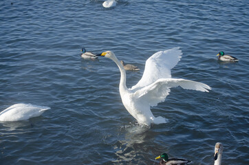 white swan flaps its wings. the swan spread its wings on the lake. beautiful swan