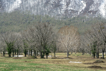 Fototapeta na wymiar 高原に生えている木々の中に1本の白い木