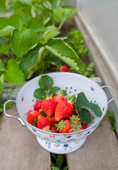 Organic strawberry plant growing in green house