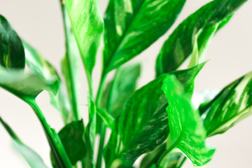 Fototapeta na wymiar houseplant green leaves on gray background abstract