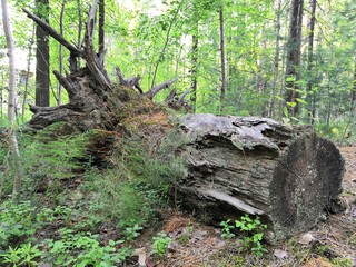 stump in the forest