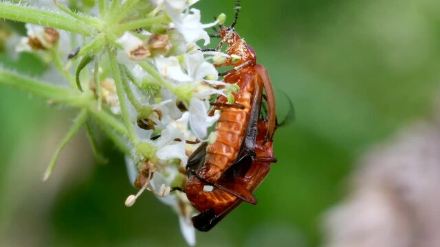Pair of Soldier Beetle in copulation, their Latin name is Cantharis livida