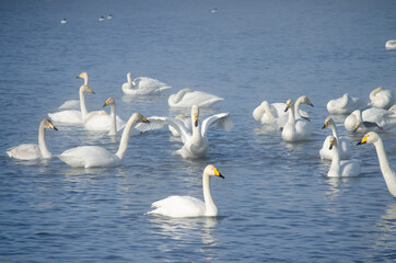 white swan flaps its wings. the swan spread its wings on the lake. flock of swans on the lake in winter