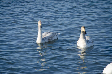 two swans on the water
