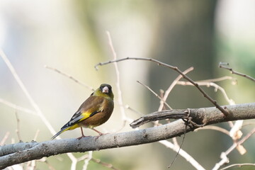 oriental greenfinch in the forest