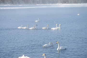 swans on the lake. white swans gna winter lake