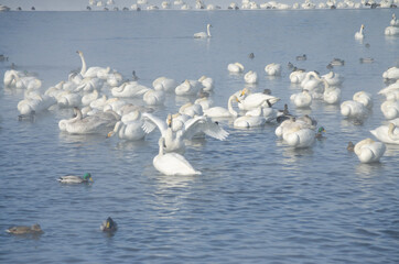 white swans and ducks on the lake in winter. swans on a winter lake. beautiful swans on the lake. a flock of swans. swans in the fog. a lot of swans and ducks.
