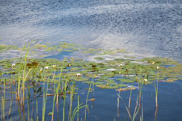 Large green leaves of water lily float in water