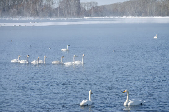 swans on the lake. white swans gna winter lake