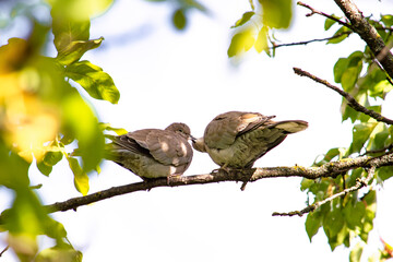 Two pigeons kiss, male and female. Nature. The front view from below. It's a sunny summer day.