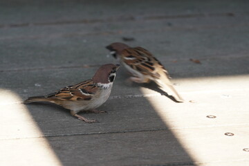 sparrow on the wood deck
