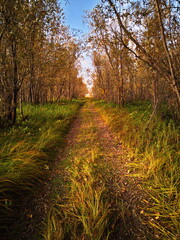 path in the autumn forest