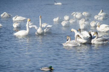 white swan flaps its wings. the swan spread its wings on the lake. flock of swans on the lake in winter