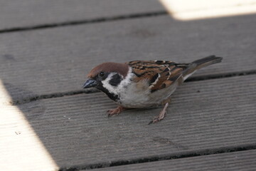 sparrow on the wood deck