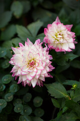 Red and white dahlia macro close-up，Dahlia pinnata Cav.