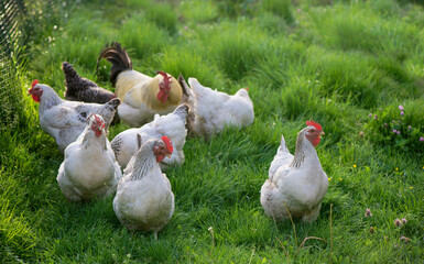 Rooster and Chickens. Free Range Cock and Hens
