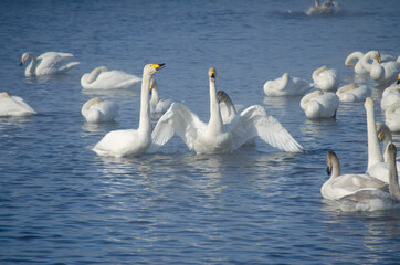 white swan flaps its wings. the swan spread its wings on the lake. flock of swans on the lake in winter