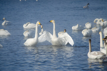 white swan flaps its wings. the swan spread its wings on the lake. flock of swans on the lake in winter