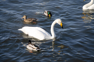 swans on the lake. white leprechaun swans in winter lake. swans and ducks swim on the water