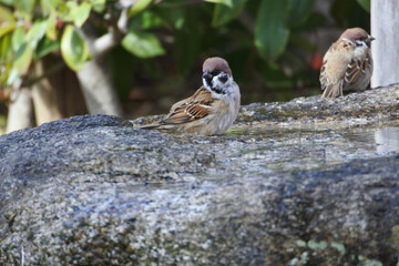 Tree sparrow is standing in the wash basin filled with water and watching for predators.