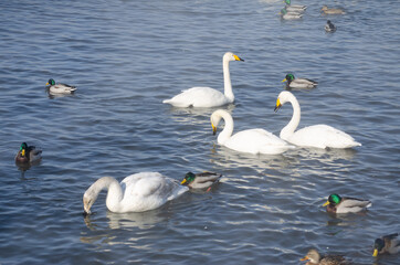 swans on the lake. white leprechaun swans in winter lake. swans and ducks swim on the water