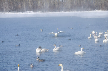 white swans and on the lake in winter. swans on a winter lake. beautiful swans on the lake. a flock of swans. mute swan