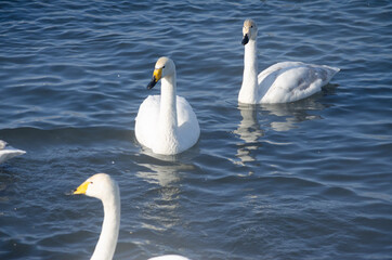 swans on the water