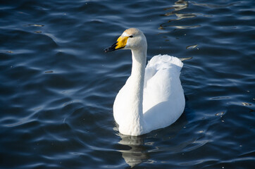 Naklejka premium white swan close up. beautiful swan on the water. mute swan