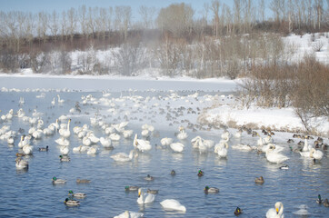 white swans and ducks on the lake in winter. swans on a winter lake. beautiful swans on the lake. a flock of swans. swans in the fog. a lot of swans and ducks.