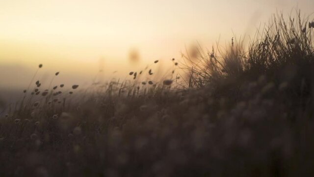 Hare's-tail Grass 	(Lagurus ovatus) at sunset on the coast of Victoria, Australia.