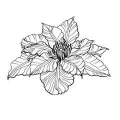 Closeup of beautiful clematis flower (clematis viticella, leather flower or vase vine). Black and white outline illustration, hand drawn work. Isolated on white background.