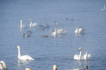 white swans and ducks on the lake in winter. swans on a winter lake. beautiful swans on the lake. a flock of swans.