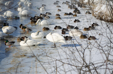 swans sleep on the shore. sleeping swans. sleeping ducks.
