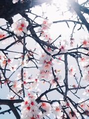 Almond flowers. Cyprus spring. 