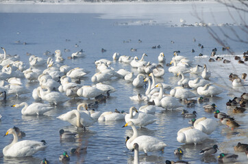 white swans and ducks on the lake in winter. swans on a winter lake. beautiful swans on the lake. a flock of swans.