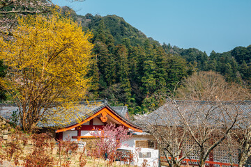 Hasedera temple at spring in Nara, japan