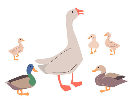 Goose and ducks isolated on white background. Illustration can be used for farming.