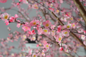 Fototapeta na wymiar Pink Cherry Blossom