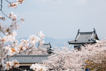 Koriyama castle park with cherry blossoms in Nara, japan