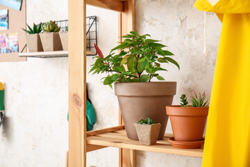 Houseplants on shelf in barn