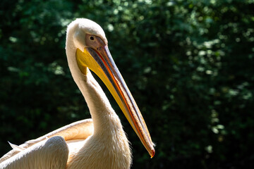 Great White Pelican, Pelecanus onocrotalus in a park