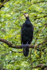 The great cormorant, Phalacrocorax carbo sitting on a branch