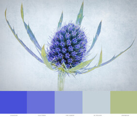 Color Swatches Of A Sea Holly
