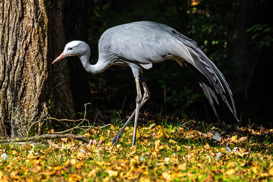 The Blue Crane, Grus paradisea, is an endangered bird