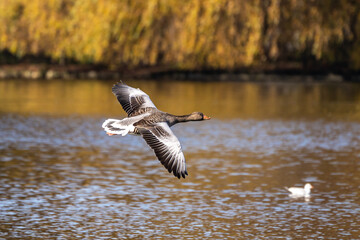 The flying greylag goose, Anser anser is a species of large goose