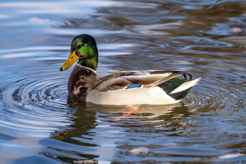 Wild duck or mallard, Anas platyrhynchos swimming in a lake