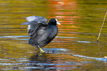 Common moorhen Gallinula chloropus also known as the waterhen or swamp chicken