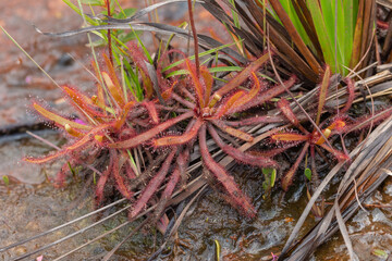 small group of the carnivorous plant Drosera latifolia in a river bed close to Diamantina in Minas...