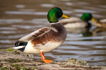 Wild duck or mallard, Anas platyrhynchos swimming in a lake