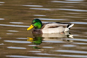 Wild duck or mallard, Anas platyrhynchos swimming in a lake